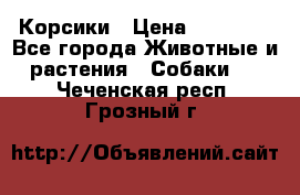 Корсики › Цена ­ 15 000 - Все города Животные и растения » Собаки   . Чеченская респ.,Грозный г.